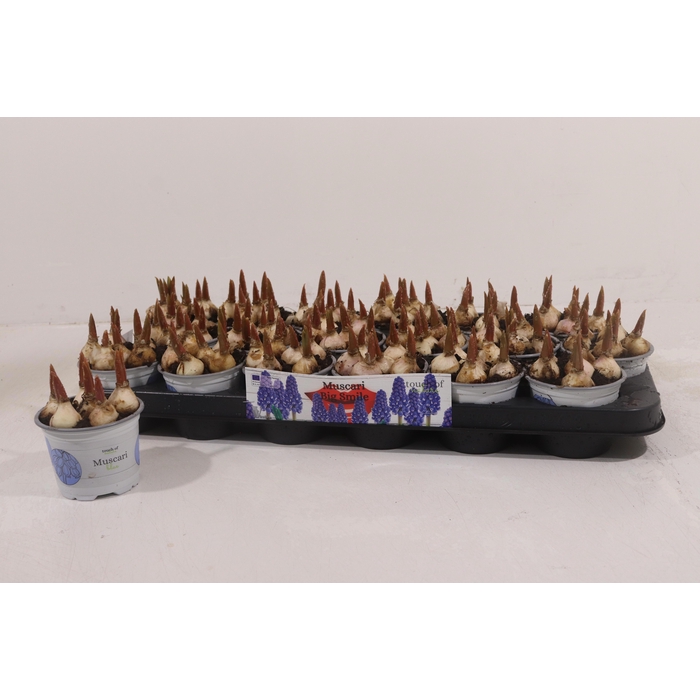 <h4>MUSCAR BIG SMILE</h4>