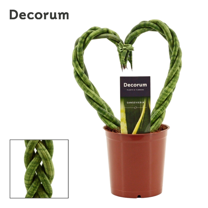 <h4>Sansevieria Cylindrica 12 cm Heart (Decorum)</h4>