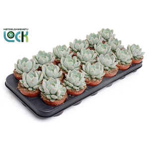 Echeveria overig zonder bloem