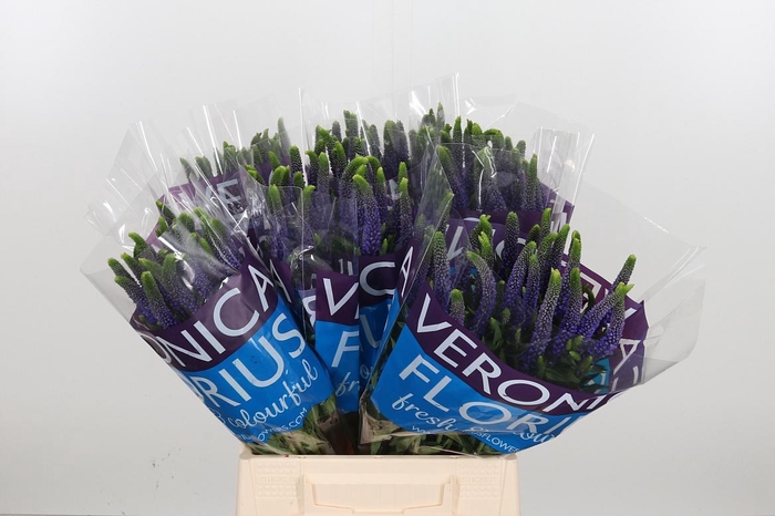 <h4>Veron Smart Diana</h4>