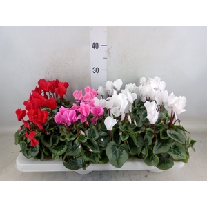 Cyclamen MD 'Rembrandt'