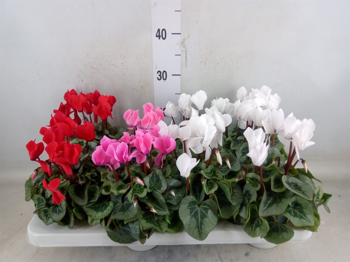 <h4>Cyclamen MD 'Rembrandt'</h4>