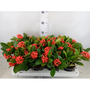 Skimmia jap. 'Temptation'