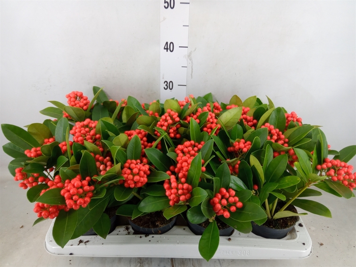 <h4>Skimmia jap. 'Temptation'</h4>