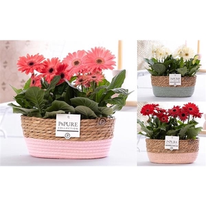 Gerbera 2-bl Mix Pure Fieldbasket