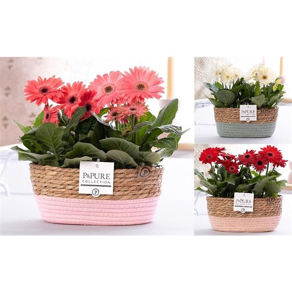 <h4>Gerbera 2-bl Mix Pure Fieldbasket</h4>