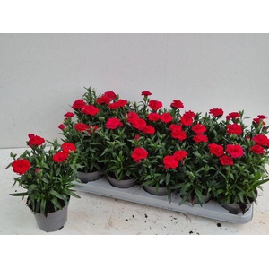 DIAN OSCAR RED P12