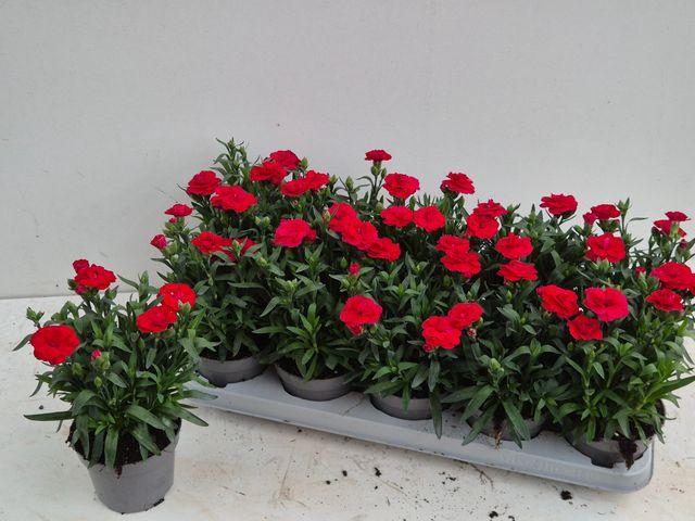<h4>DIAN OSCAR RED P12</h4>