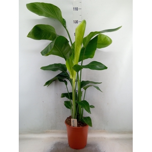 Strelitzia nicolai