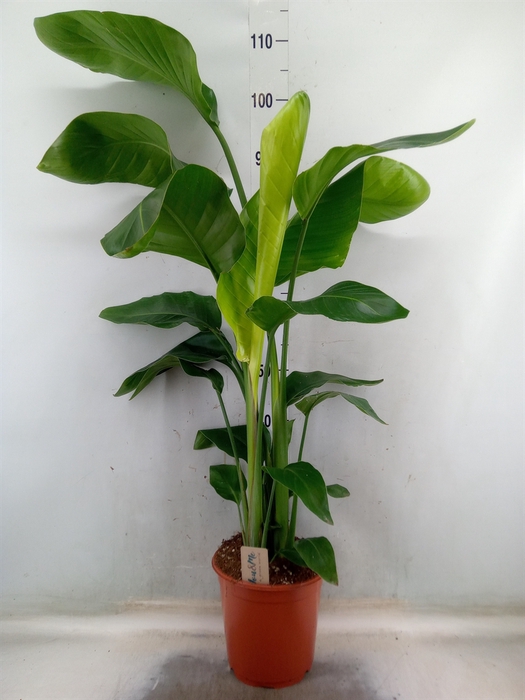 <h4>Strelitzia nicolai</h4>