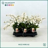 Phal Mf White Punch