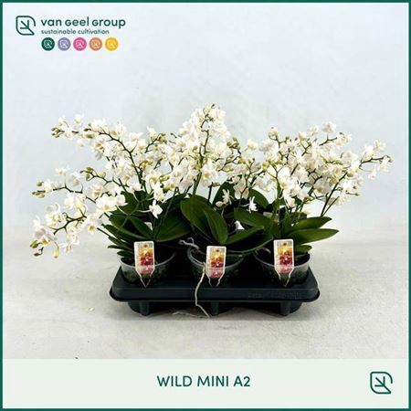 Phal Mf White Punch