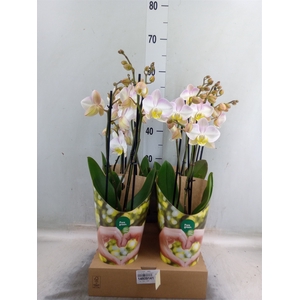 Phalaenopsis   ...white