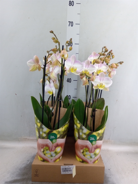 <h4>Phalaenopsis   ...white</h4>