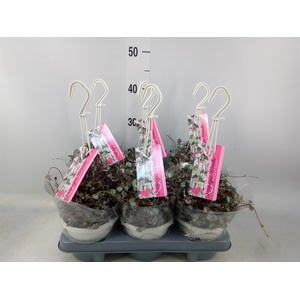 Ceropegia woodii 'Silver Glory'