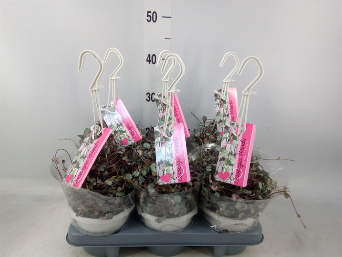 <h4>Ceropegia woodii 'Silver Glory'</h4>