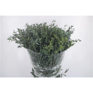 Euc Parvifolia Per Bunch 300 Gram Ex