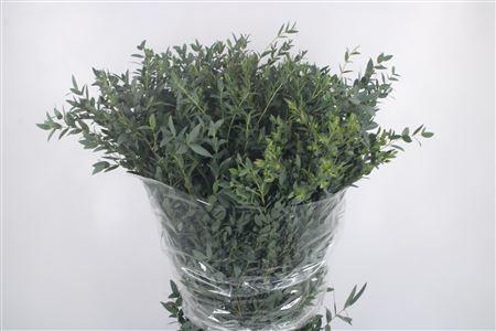 <h4>Euc Parvifolia Per Bunch 300 Gram Ex</h4>