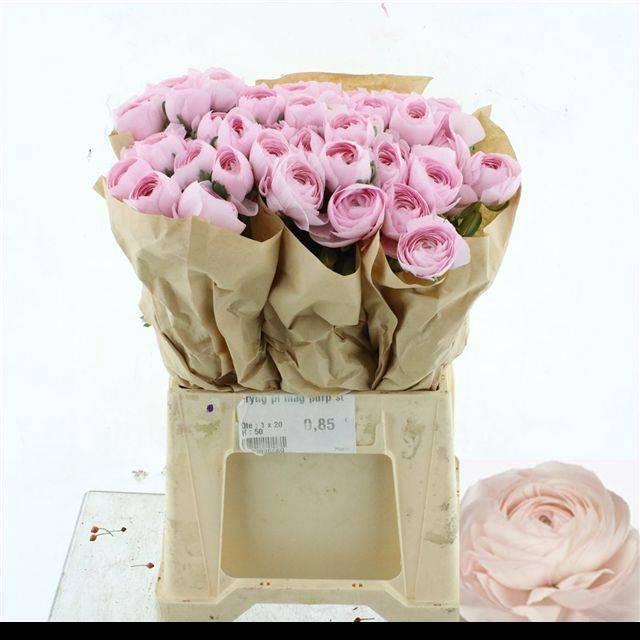 <h4>RAN SU HANOI</h4>