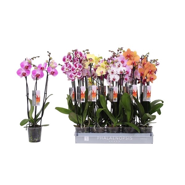 <h4>Phalaenopsis 7 color mix without white, 3-spike 22+</h4>