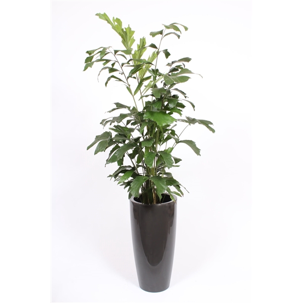 <h4>Caryota mitis in Santorini pot "antraciet"</h4>