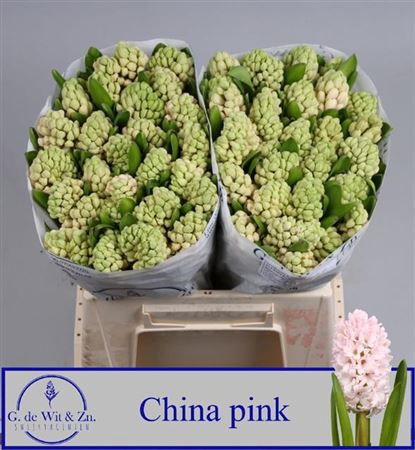 <h4>Hyac China Pink</h4>