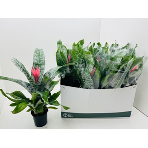 Aechmea fasciata 'Primera'