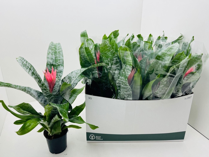 <h4>Aechmea fasciata 'Primera'</h4>