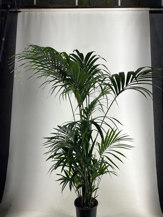 <h4>KENTIA - P27 H220 - 10PP -(Howea forsteriana)</h4>