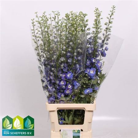 <h4>Delph Du Aurora Blue</h4>