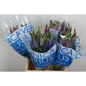 Veronica  'Smart Coulours'   ...mix
