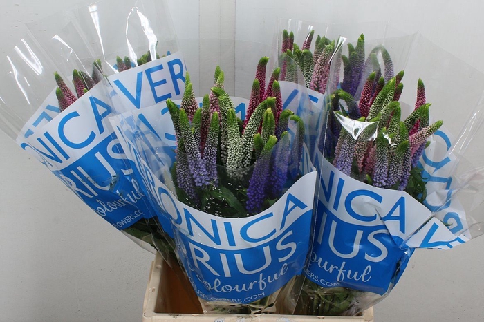 <h4>Veronica  'Smart Coulours'   ...mix</h4>