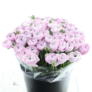 Ran Su Sr Nebbia Super