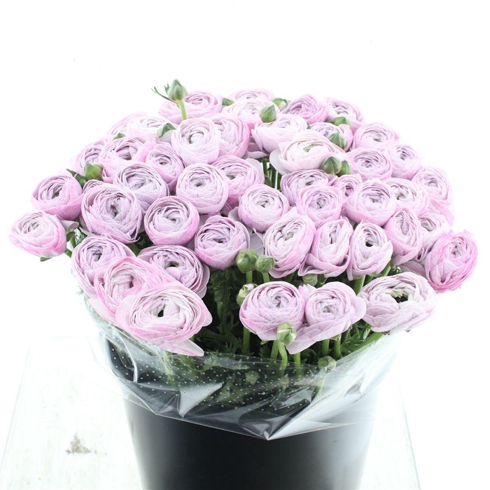 <h4>Ran Su Sr Nebbia Super</h4>