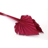 Dried Palm Spear Red