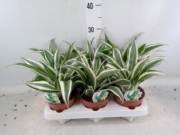 <h4>Dracaena frag. 'White Jewel'</h4>