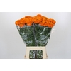 Tagetes Marigold Promise Orange