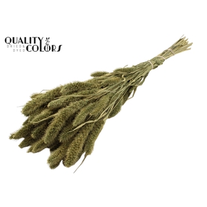 Setaria per bunch Antique Green