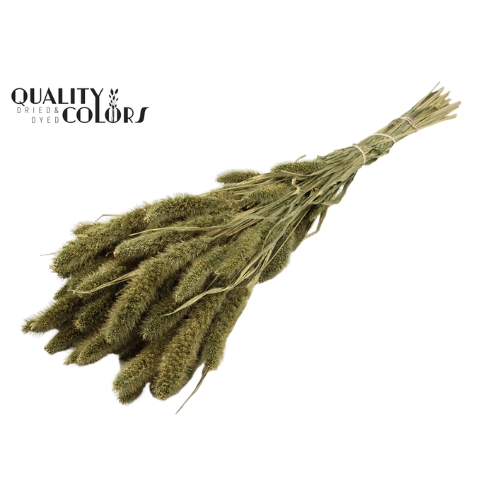 <h4>Setaria per bunch Antique Green</h4>