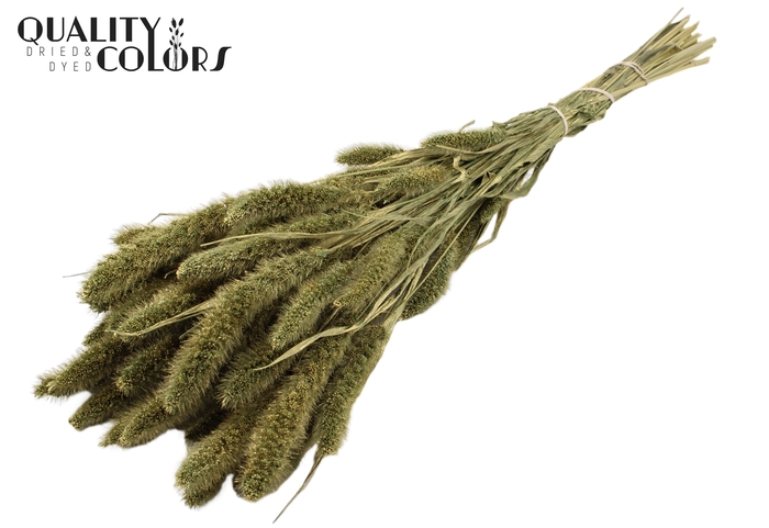 Setaria per bunch Antique Green