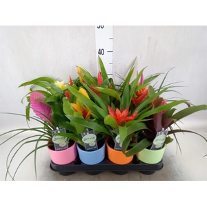 Bromelia   ...mix