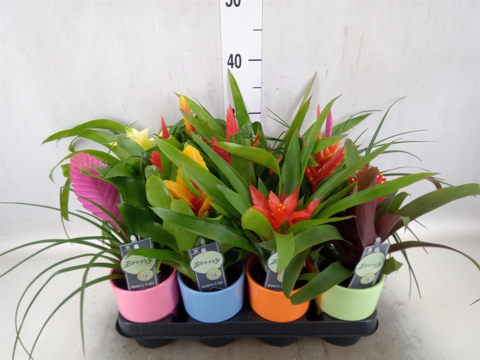 <h4>Bromelia   ...mix</h4>