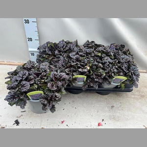 AJUGA REPT