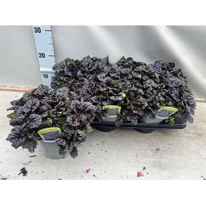 AJUGA REPT