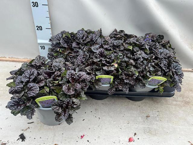 <h4>AJUGA REPT</h4>