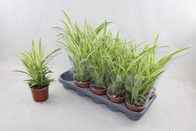 <h4>Chlorophytum com.</h4>