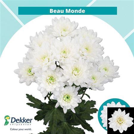 <h4>Chr T Beau Monde</h4>