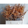 Ilex Golden Verboom