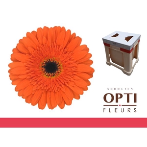 Gerbera Candela Water