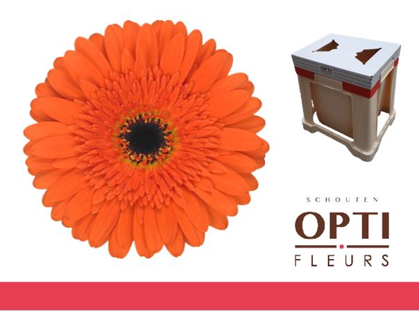 <h4>Gerbera Candela Water</h4>